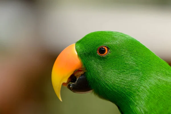 Green Eclectus Parrot Seen Queensland Australia — Stock Photo, Image