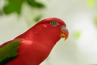 Chattering Lory parrot standing on branch tree. clipart