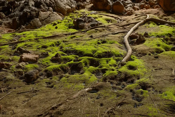 Raíces Que Crecen Superficie Del Arco Larva Tube Parque Nacional —  Fotos de Stock