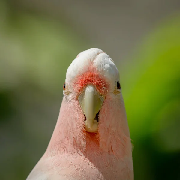 Bourke Parrot Neopsephotus Bourkii Pink Mutation — Stock Photo, Image