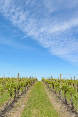 Vistoria, Avustralya 'da bahara hazırlanan bir üzüm bağında asmalar.