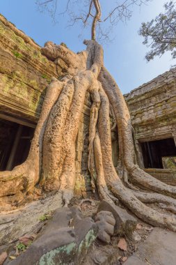Ta Phrom tapınağının üzerinde büyüyen ipek-pamuk ağacının dev kökleri Siem Reap, Kamboçya 'daki Angkor tapınağı kompleksi içinde..
