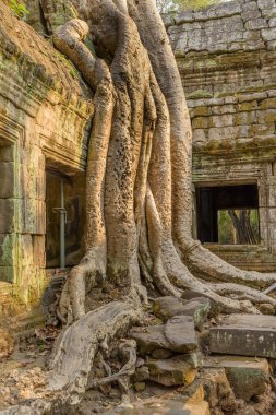 Ta Phrom tapınağının üzerinde büyüyen ipek-pamuk ağacının dev kökleri Siem Reap, Kamboçya 'daki Angkor tapınağı kompleksi içinde..