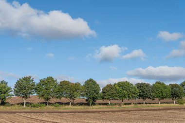 Güneşli bir sonbahar gününde İskoçya, Perthshire kırsalında hasat için hazır bir patates tarlası.