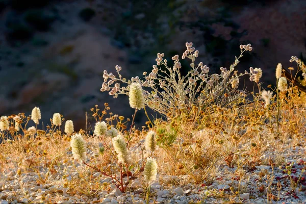 Desierto Salvaje Mulla Mulla Flores Australia — Foto de Stock