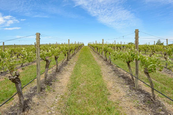 Vinhas Uma Vinha Vistoria Austrália Preparadas Para Primavera — Fotografia de Stock