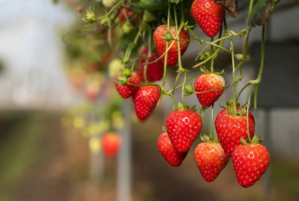 草莓在桌面系统上成熟 准备收割 — 图库照片