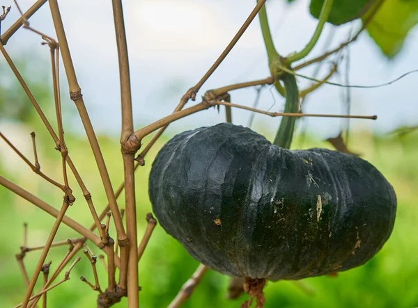   Bir Tayland balkabağının yakın çekimi..                                                      