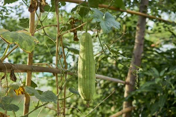 Een Closeup Van Zucchini Grostes Verbouwend Binnen Tuin — Stockfoto