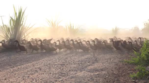 Gün Doğumunda Küçük Bir Yolda Bir Ördek Sürüsü Toplanıyor — Stok video