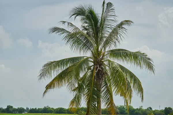 Bir hindistan cevizi ağacı ve gökyüzü arkaplanı. 