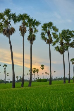 Haziran 2020 'de Pathumthani, Tayland' da çekilen yeşil çeltik tarlasında uzun palmiye ağaçları..                               
