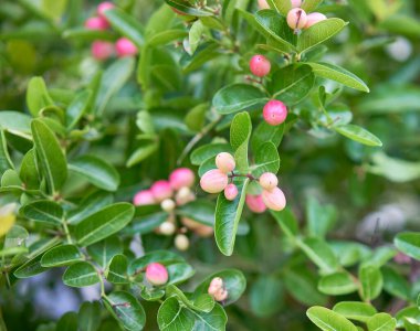 Ağaçta yetişen güzel bengal frenk üzümü meyvesi.                                           