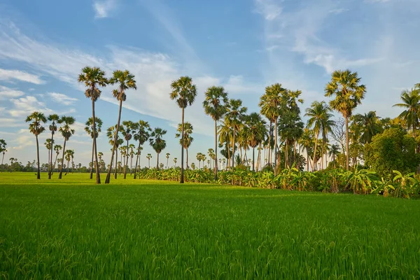 Haziran 2020 'de Pathumthani, Tayland' da çekilen yeşil çeltik tarlasında uzun palmiye ağaçları..                               
