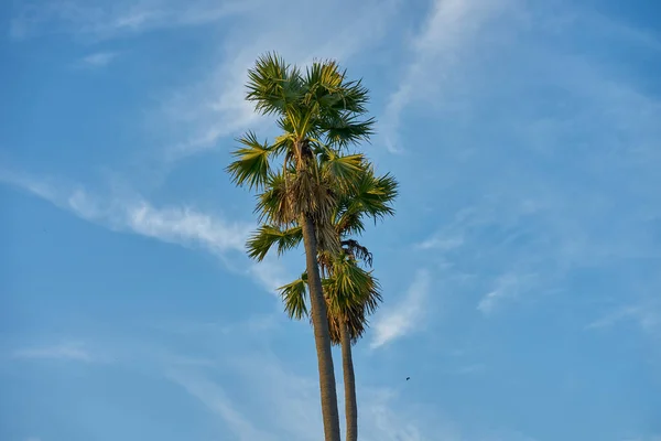 Uma Palmeira Céu Azul — Fotografia de Stock