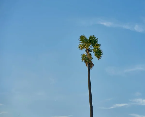 Uma Palmeira Céu Azul — Fotografia de Stock