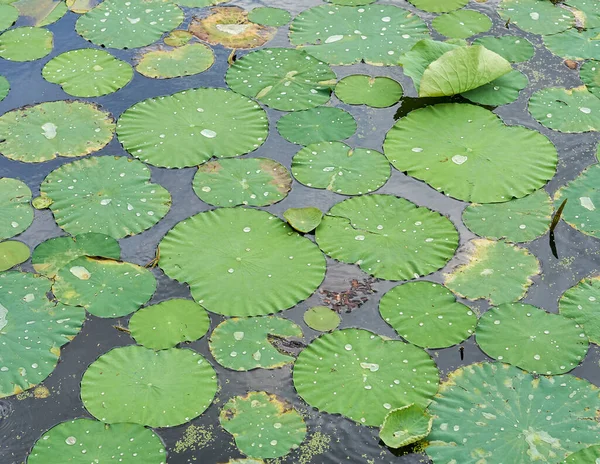 Staw Liliami Wodnymi Pokryty Listkami Lilii — Zdjęcie stockowe