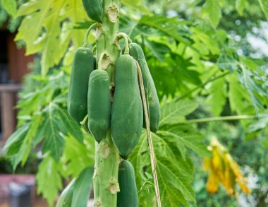 Ağaçta yetişen taze papaya meyvesi..                               