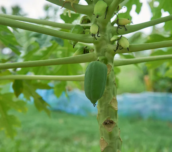 Frutta Fresca Papaia Che Cresce Albero — Foto Stock
