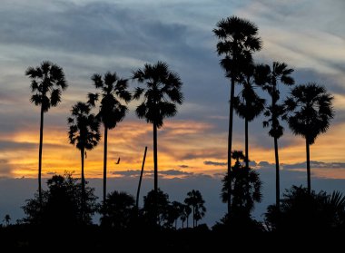 Haziran 2020 'de Pathumthani, Tayland' da gün batımında yeşil bir çeltik tarlasında çekilmiş uzun palmiye ağaçları..                               