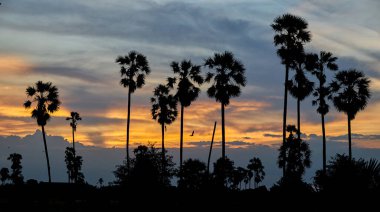 Haziran 2020 'de Pathumthani, Tayland' da gün batımında yeşil bir çeltik tarlasında çekilmiş uzun palmiye ağaçları..                               