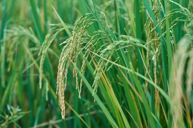 Bir çeltik tarlasında yetişen pirinç taneleri.                               