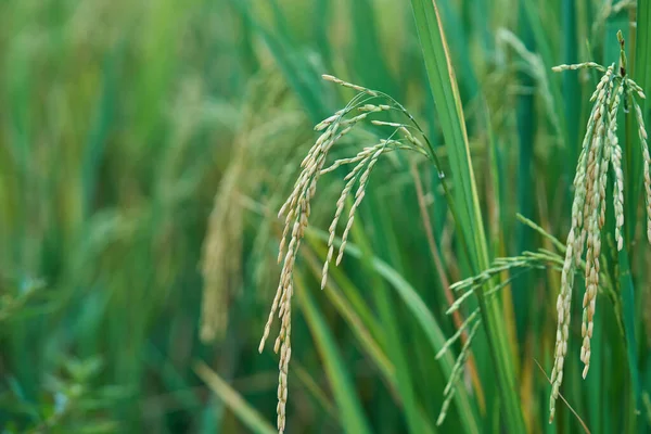 Bir çeltik tarlasında yetişen pirinç taneleri.                               