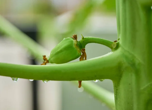 Blüten Auf Einem Papaya Baum — Stockfoto