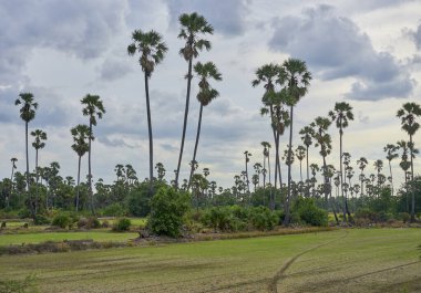 Arka planda yüksek palmiye ağaçları olan bir çeltik tarlası..                                       
