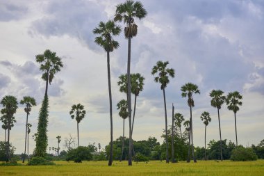 Arka planda yüksek palmiye ağaçları olan bir çeltik tarlası..                                       
