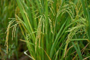  Bir çeltik tarlasında pirinç yetişiyor..                                 