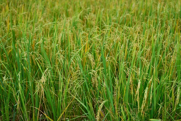  Bir çeltik tarlasında pirinç yetişiyor..                                 