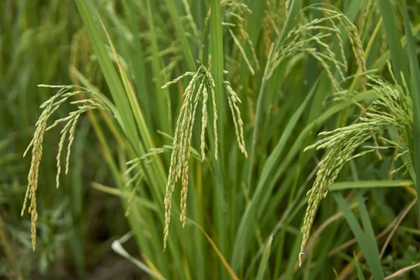  Bir çeltik tarlasında pirinç yetişiyor..                                 