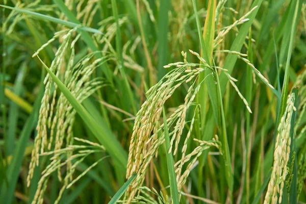  Bir çeltik tarlasında pirinç yetişiyor..                                 