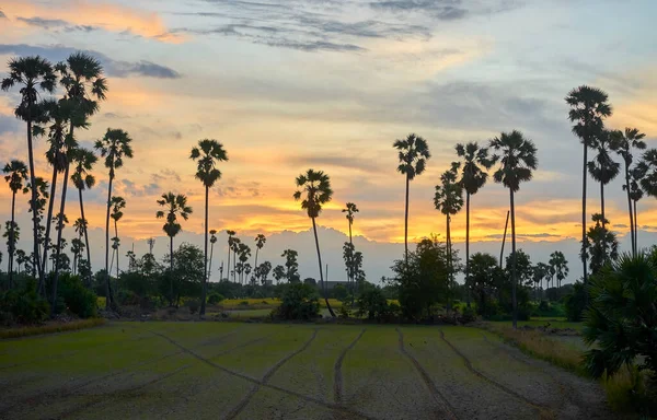  Haziran 2020 'de Pathumthani, Tayland' da çekilen yeşil çeltik tarlasında uzun palmiye ağaçları..                              