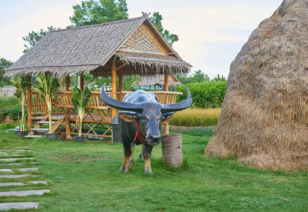  Mayıs 2020 'de Tayland, Pathumthani' de çekilen bir su bufalosu heykeli..                               