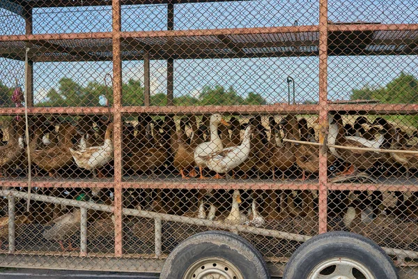 Rice Farmer Trailer Ducks Used Organic Farming Taken Pathumthani Thailand — Stock Photo, Image