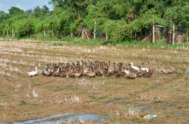 Tayland 'da çeltik tarlasında ördek sürüsü.                                  