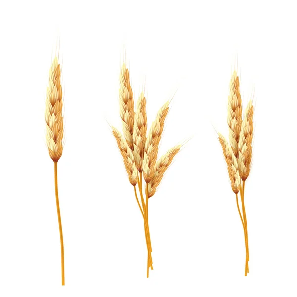 Wheat ears and seed isolated.  Vector illustration — Stock Vector