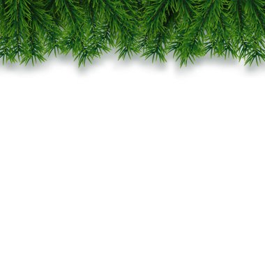 Noel ağacı dalları