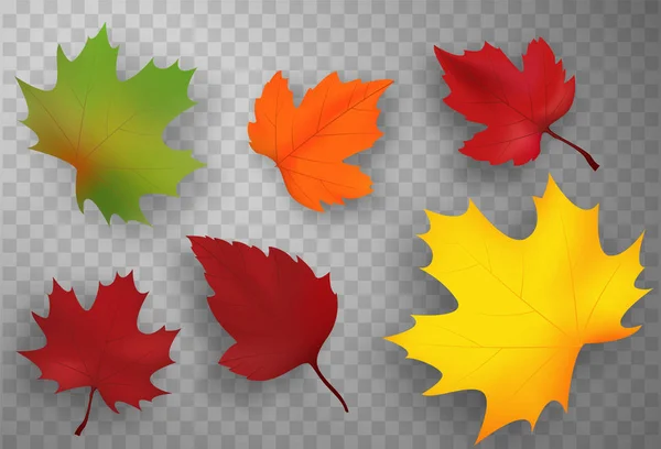 Herfstbladeren set geïsoleerd. Vectorillustratie. — Stockvector