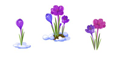 Çiğdemler illüstrasyon. Beyaz arka plan üzerinde izole erken bahar çiçekleri.