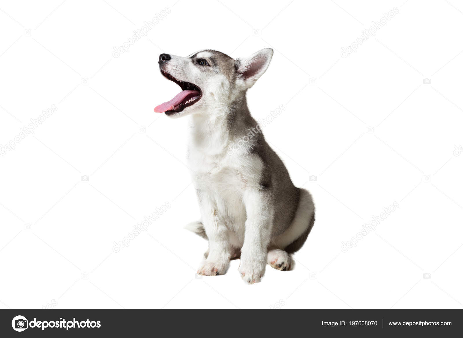 Chiot Husky Sibérien Noir Et Blanc Aux Yeux Bleus Sur Fond