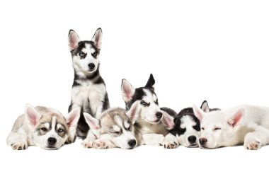 Beyaz arka plan üzerinde şirin Sibirya husky yavruları.