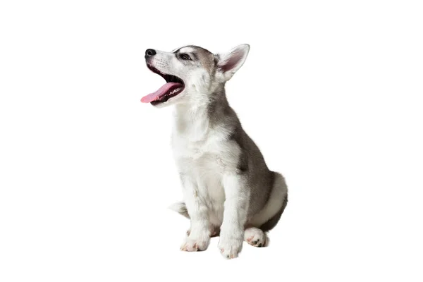 ลูกสุนัข ไซบีเรีย husky ดําและขาวด้วยตาสีฟ้าบนพื้นหลังสีขาว — ภาพถ่ายสต็อก