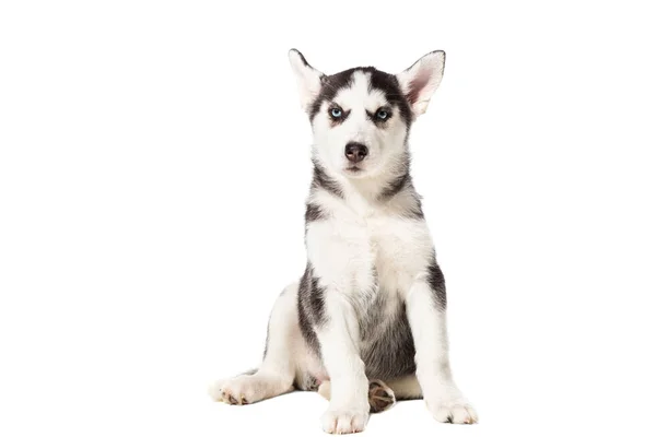 Cucciolo Siberiano husky bianco e nero con occhi azzurri su sfondo bianco — Foto Stock