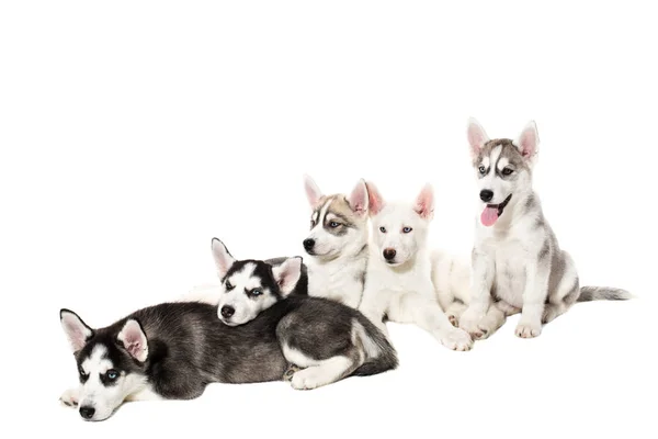 Grupo de feliz siberiano husky filhotes no fundo branco — Fotografia de Stock