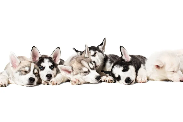 Lindos cachorros husky siberianos sobre fondo blanco . —  Fotos de Stock