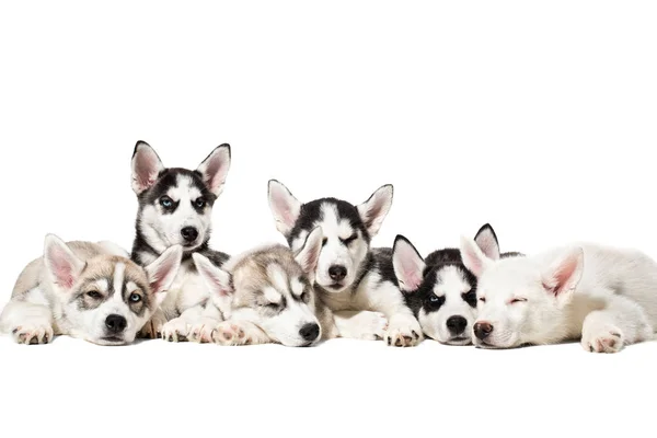 Lindos cachorros husky siberianos sobre fondo blanco . — Foto de Stock