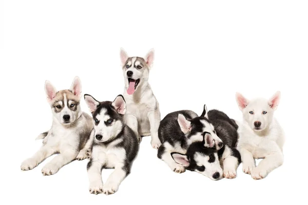 白い背景の上の幸せのシベリアン ハスキー子犬のグループ — ストック写真